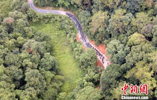 圖為來自武警福建總隊三明、龍巖、南平支隊100余名特戰(zhàn)隊員在福建省三明市永安?揲瞪嬌?展特戰(zhàn)極限練習(xí)。　羅武 攝